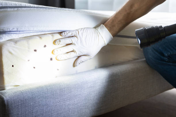 Best Affordable Pest Control Services  in De Kal, TX