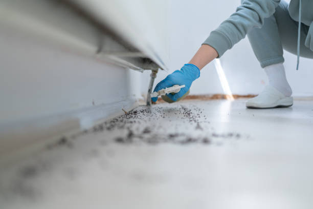Best Flea Control Services  in De Kal, TX